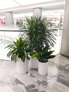 领略宁波北仑绿植出租设计，营造舒适办公环境